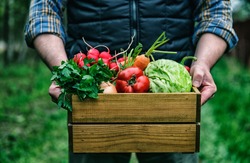 Wooden box with fresh farm vegetables in man's hands outdoors.