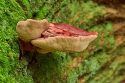 Beefsteak fungus, also known as ox tongue or tongue mushroom, growing from a tree log