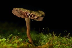 Amethyst Deceiver (Laccaria amethystina) mushroom on a mossy stump after dark