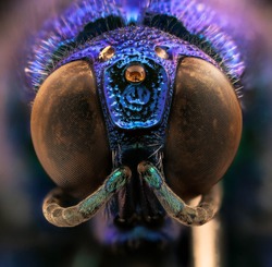 blue jewel bee, Closeup of face fluffy head of bee, Flying insect
bee Macro lens, Closeup of face fluffy head of bee, Flying insect
, A very large Chrysidid Wasp from Kruger National Park, species un