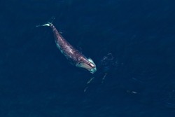 A North Atlantic right whale with five dolphins around the head in Stellwagen Bank National Marine Sanctuary.