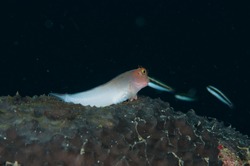 A redlip blenny perched on the reef, Fishes of Flower Garden Banks