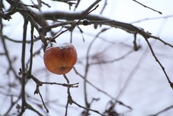 photo of a frozen apple in winter