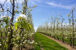 Beautiful pear tree blossom in springtime  with sunny weather and fruit orchard scenery in the background (Borgloon, Belgium)