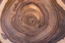 Cross-section of the walnut tree with growth rings. The abstract circular pattern of the wood stump slice
