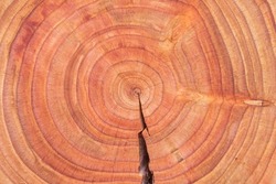Oiled Douglas fir tree cross-section. Oiled wood slice. Tree cookie. Annual growth rings