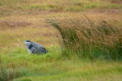 the Heron Britain's tallest bird sheltering from the wind