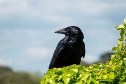 the carrion crow corvus corone a passerine bird of the family corvidae perched on ivy with a blurred sky background