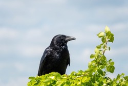 the carrion crow corvus corone a passerine bird of the family corvidae perched on ivy with a blurred sky background