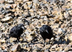the carrion crow corvus corone a passerine bird of the family corvidae standing on the pebbles on a beach