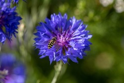 migrant hover fly hovering over bright blue flowers of the cornflower also known as bachelor's button