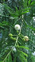 Young fruit of Leucaena or jumpy bean or lamtoro 