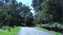 Empty road in tea plantation