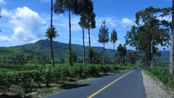 Empty road in tea plantation