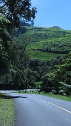 Empty road in Ciwidey tea plantation