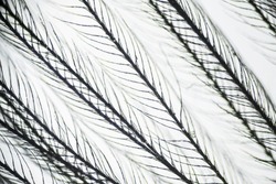 Feather from a pillow under a microscope, magnification of 40 times