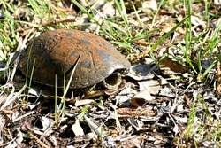 A medium-sized turtle, sensing danger, pulled its head into its shell.