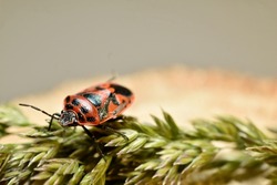 Red cabbage bug with a dark ornament on the back close-up.