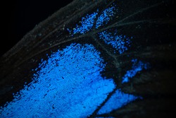 Blue butterfly wing extreme macro, super closeup. Beautiful pattern of the wings.