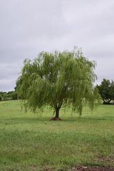 Weeping willow tree in a field