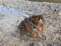 crawdad standing on a flooded gravel road