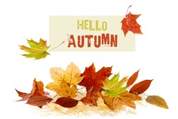 Hello Autumn text card and fallen leaves  on straw isolated on white background. Fall concept