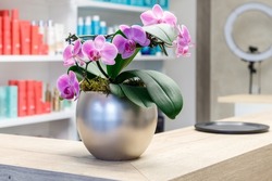 Pink orchid flower in silver pot on wooden desk in hair salon on blurred  background of shelves with cosmetic products. Interior decoration of reception beauty salon