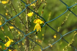 Blue green metal grid fence and yellow blooming cytisus flowers bush in garden in spring sunny day. Wire mesh fence as a private territory security design and scotch broom flower.