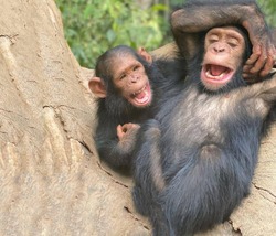 A pair of primates cheerful chimpanzees sitting on a large tree trunk are laughing very fervently