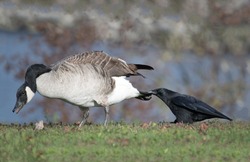 A crow pulls a wild gray duck by its black tail slowing down its movement close up