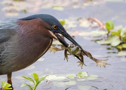 A desperate frog spread its paws in the beak of a black-headed marsh heron close-up