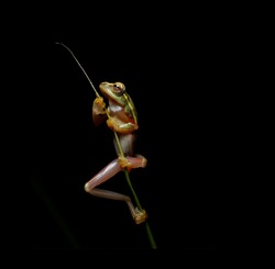 Gorgeous tree frog in the pose of a fisherman with a fishing rod close-up on a black background
