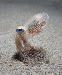A gorgeous little cute octopus with blue eyes stirred the sand on the seabed with its tentacles