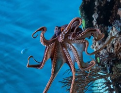 Magnificent octopus with spread tentacles on the edge of a rocky underwater cliff close-up