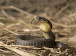 A tiger snake with its head raised and its tongue outstretched sits in the gray dry grass close up
