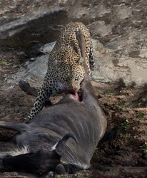 A hungry leopard is cautiously engaged in cutting up the carcass of a wildebeest