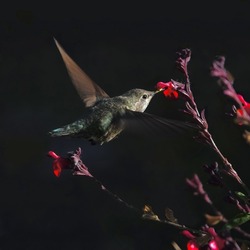 Gorgeous hummingbird on the fly collects sweet nectar from pink flowers