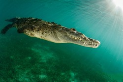 A wonderful saltwater crocodile at depth in the piercing rays of the sun in the presence of small plankton close-up