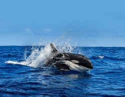 A wonderful killer whale jumped out of the depths of the sea and slides on the surface of the water in a spray close-up