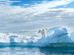 A magnificent polar bear stands on the edge of a melted iceberg and looks into the blue water abyss