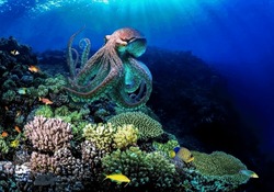 The magnificent octopus perfectly accepts the color of the purple coral reef demonstrating the skill of camouflage