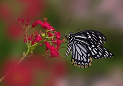 A magnificent butterfly flapping its wings clings with its paws to a red flower close-up