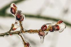 Close-up of a willow branch with icy buds from rainwater in early spring