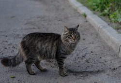 A street cat is walking along the street. Yard cat sits on the sidewalk. Gray cat.