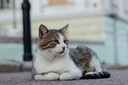 Spotted street cat walks. Yard abandoned cat looks at people. Pedigree pet. Homeless animal.