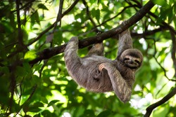 Cute sloth hanging on tree branch with funny face look, perfect portrait of wild animal in the Rainforest of Costa Rica scratching the belly, Bradypus variegatus, brown-throated three-toed sloth,
