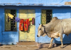 India Rajasthan Jodhpur. Blue city street life photography.