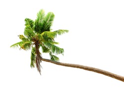 Palm tree isolated on white background. Green coconut palmtree tropical nature plant