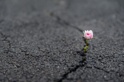Strong and beautiful flower growing resiliently out of crack in dark asphalt