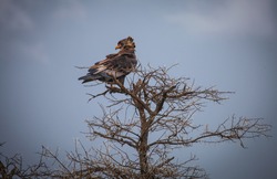 African Crown Eagle on dead tree looking to camera
